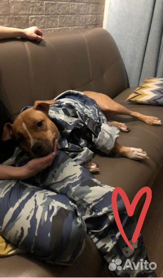 Кинолог зоопсихолог, зоотакси