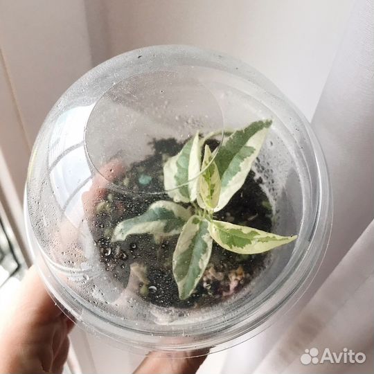 Фикус сагитата вариегатный в тепличке