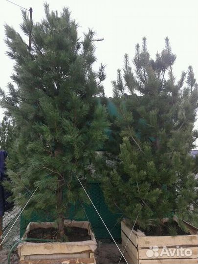 Пихты