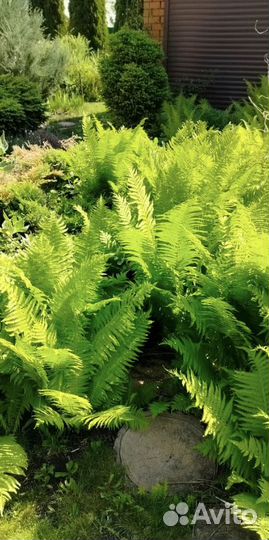 Папоротник садовый