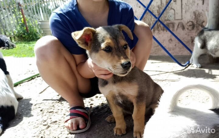 Очень добрые щенки