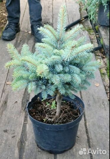 Ель глаука глобоза