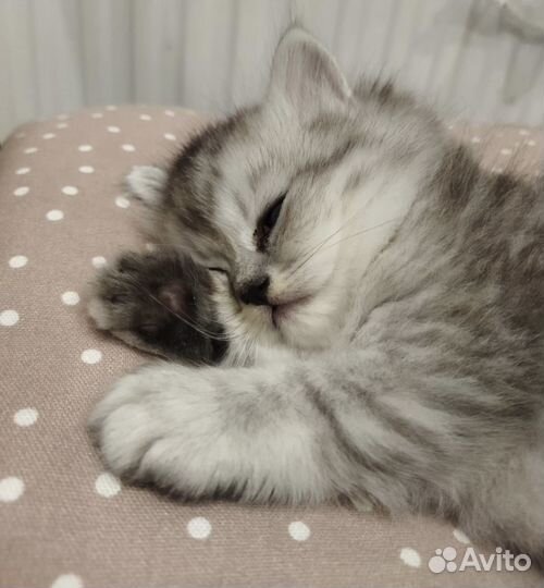 Шотландские котята