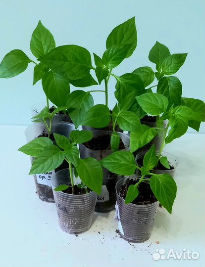 Рассада перца баклажанов
