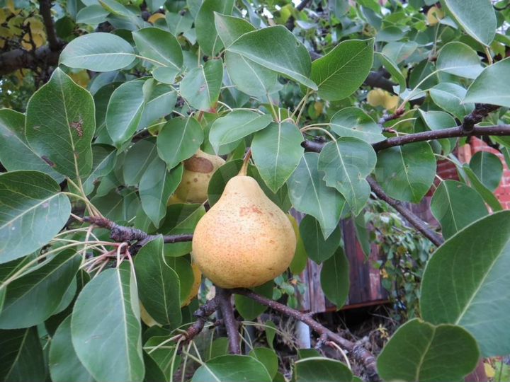 Дача 25 м² на участке 15 сот.