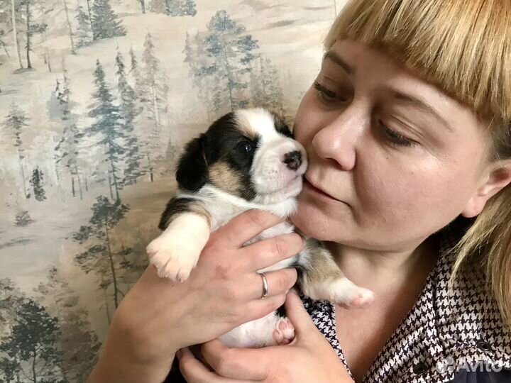 Вельш корги кардиган щенки