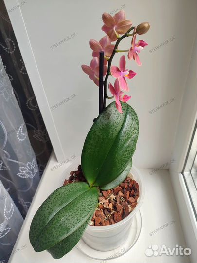 Орхидея Diffusion парфюмерная