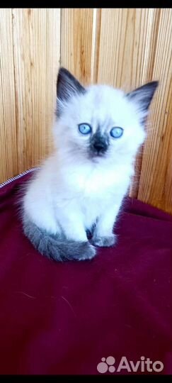 Невская маскарадная девочка 1.5 мес