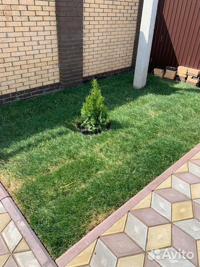 Рулонный газон