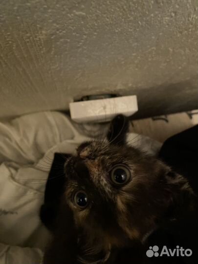 Вислоухие котенок в добрые руки