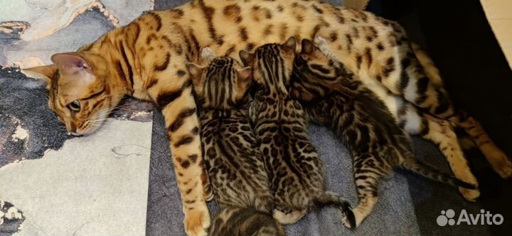 Бенгальские котята