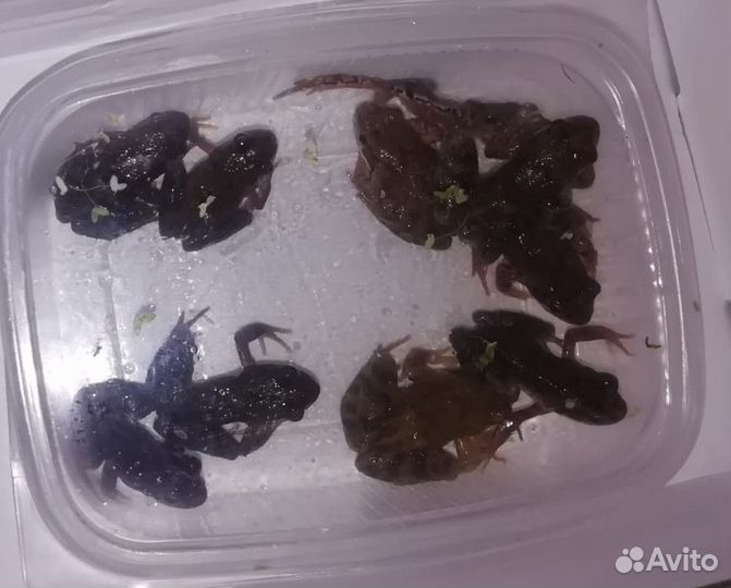 Живые лягушки на корм или для пруда