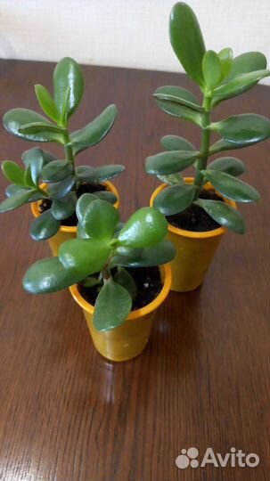 Толстянка (денежное дерево)