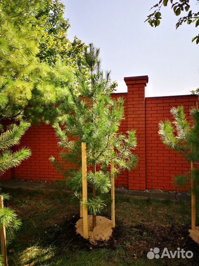 Сибирский кедр