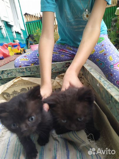 Котенок черный в дар