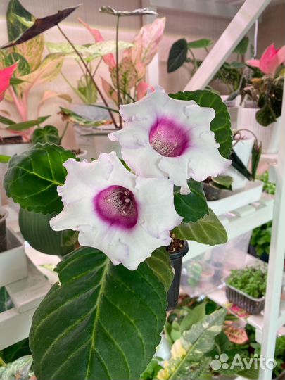 Глоксиния 3 цвета
