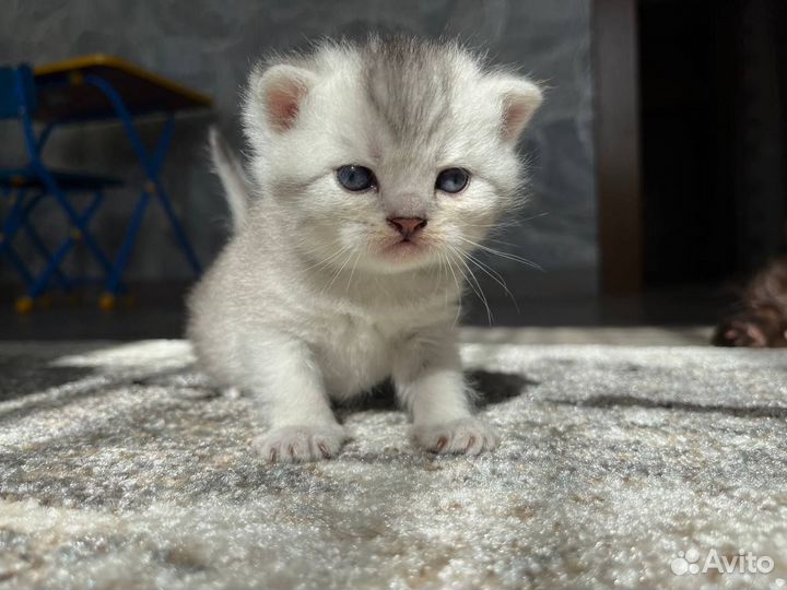 Котята на продажу