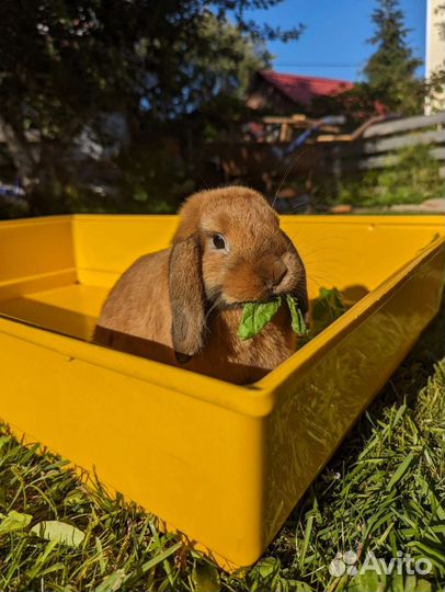 Вислоухий декоративный карликовый кролик