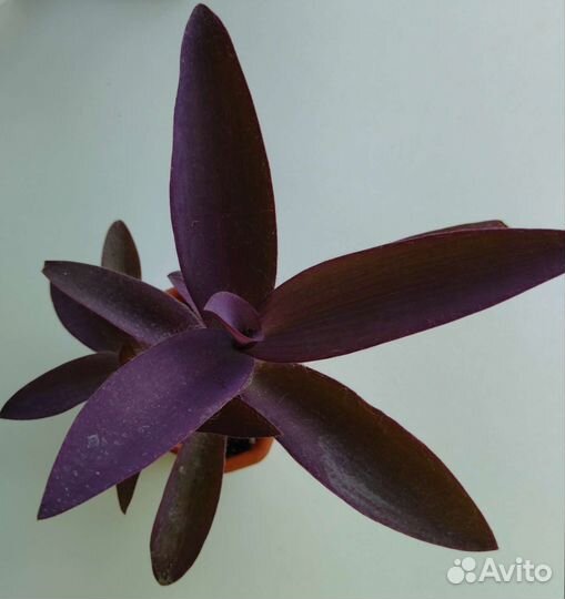 Традесканция