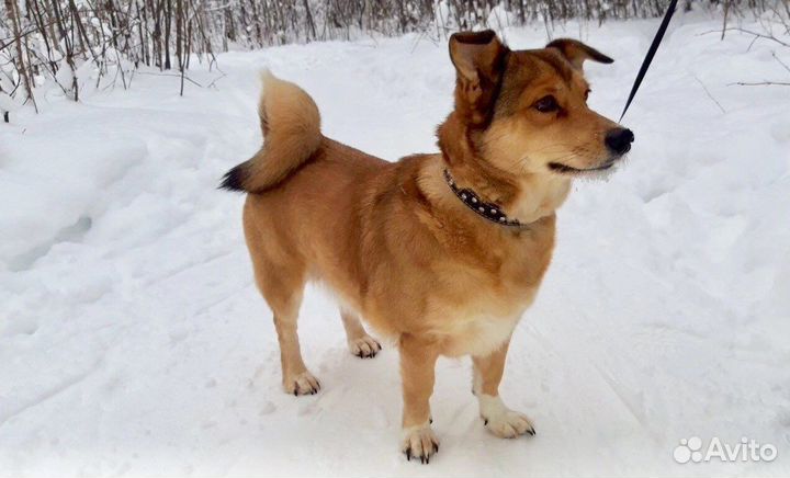 Домашняя передержка собак