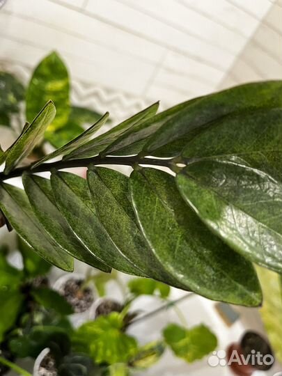 Замиокулькас Блек изумрудный и Акебоно