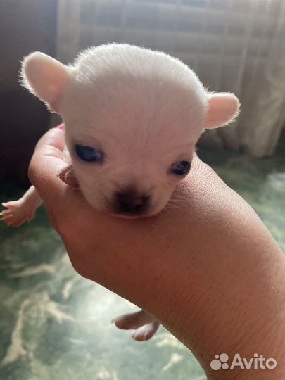 Супер мини чихуахуа девочка