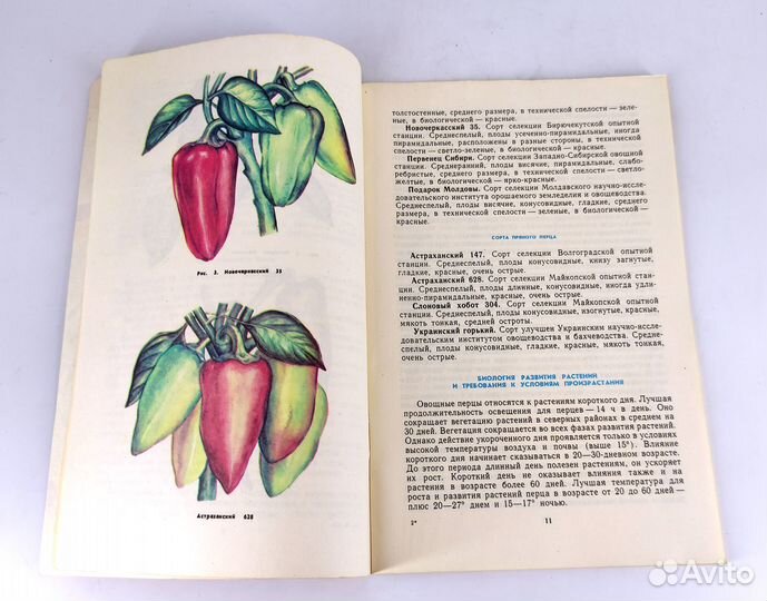 Перцы и баклажаны. Хренова. От посадки до урожая