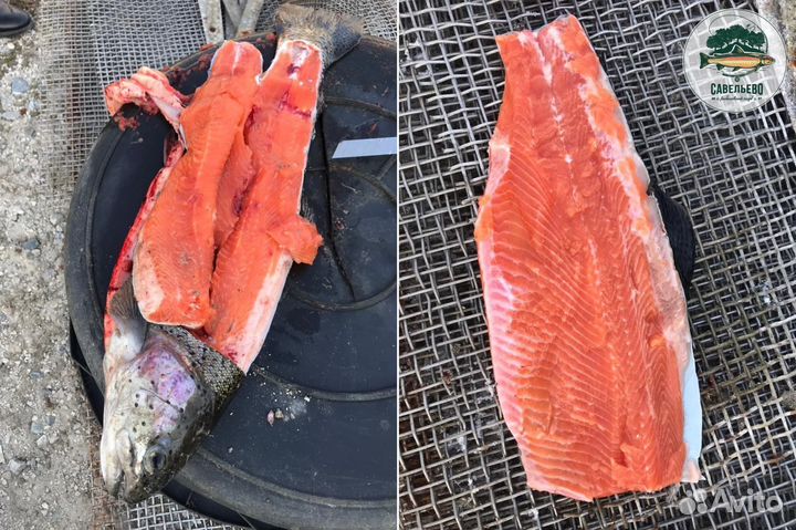 Форель охлажденная потрошеная Оптом и в Розницу