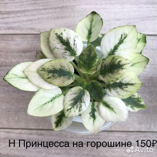 Фиалка пестролистная(детки)