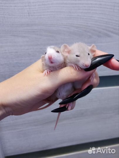Ручные крысята дамбо хаски
