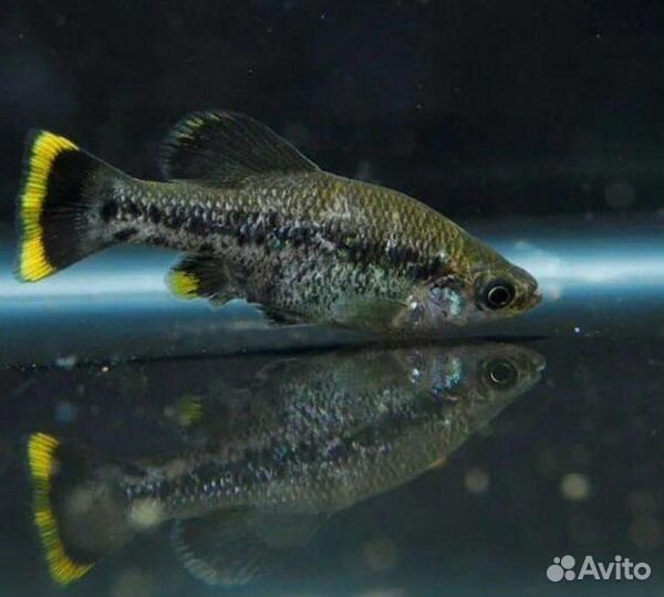 Аквариумные растения и рыбки