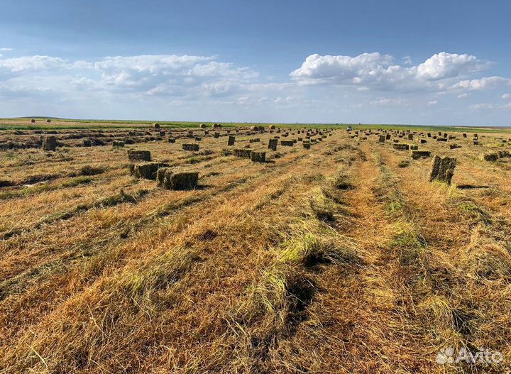 Сено в тюках 2022
