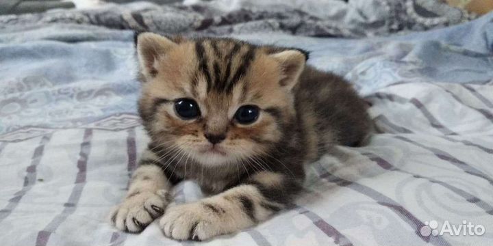 Кошки