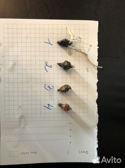 Алоказия гагеана вариегатная