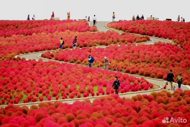 Кохия семена