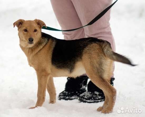 Джуля собака в добрые руки