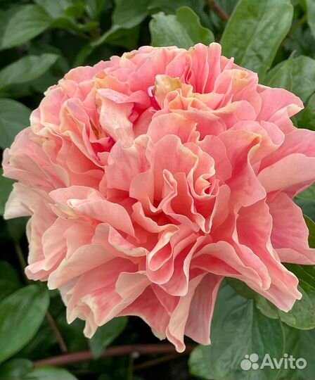 Пион сортовой пионы сортовые