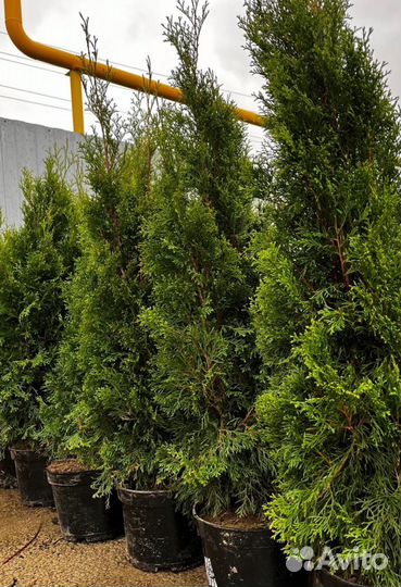 Туя смарагд