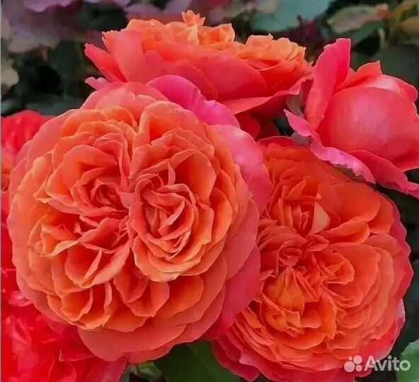 Роза Эмильен Гийо саженцы осень 2023г