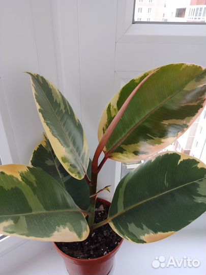 Фикус Тинеке