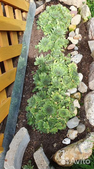 Молодило. Очитки. Почвопокровники