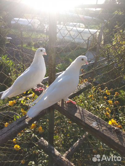 Голуби