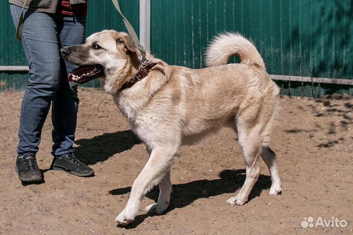 Бывшедомашний молодой пес Байк