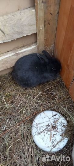 Декоративные кролики