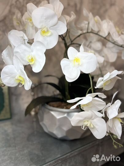 Королевская интерьерная орхидея