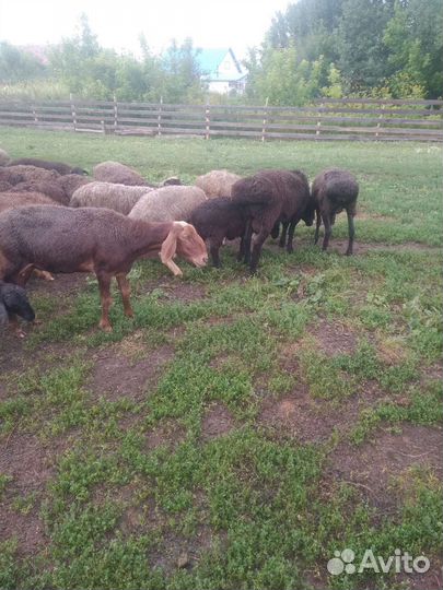 Курдючные бараны овцы