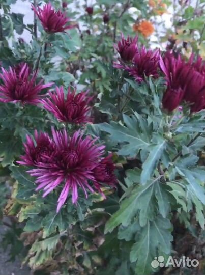 Хризантема игольчатая деленки