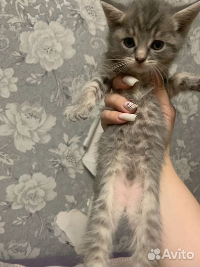 Кошка