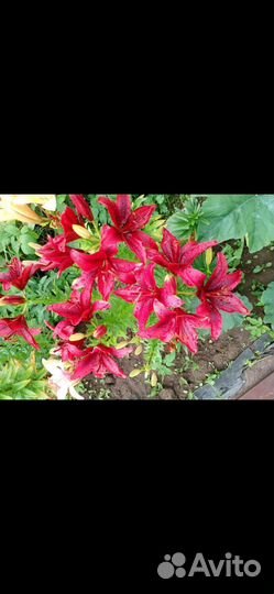 Лилии луковицы