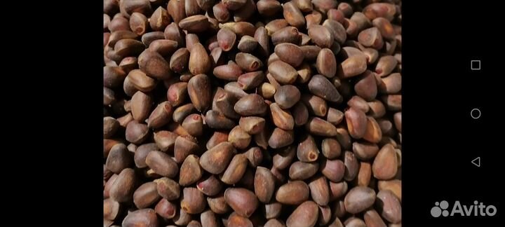 Продажа ореха